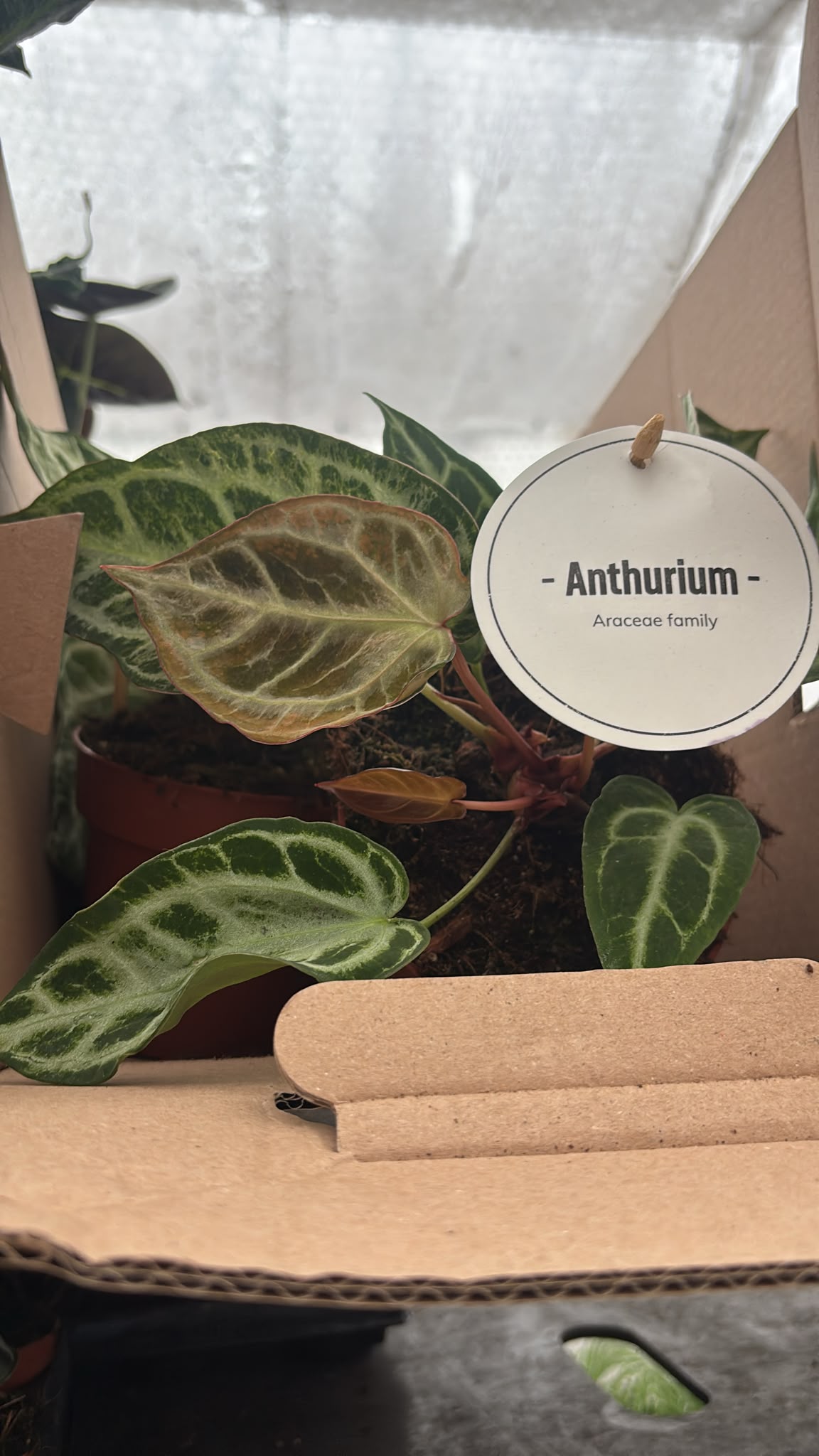 Anthurium 'Silver Blush' MINT - monjungle
