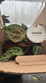 Anthurium 'Silver Blush' MINT - monjungle