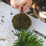 KOKEDAMA Fait à la main, élégance végétale japonais en suspension, composez votre kokedama en ligne monjungle