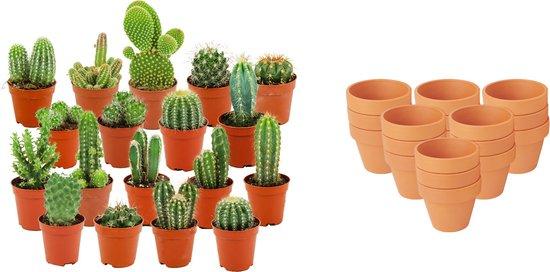 Assortiment de mini-cactus – 18 pièces – Ø 8,1 cm – Hauteur : 5-10 cm – Pots en terre cuite