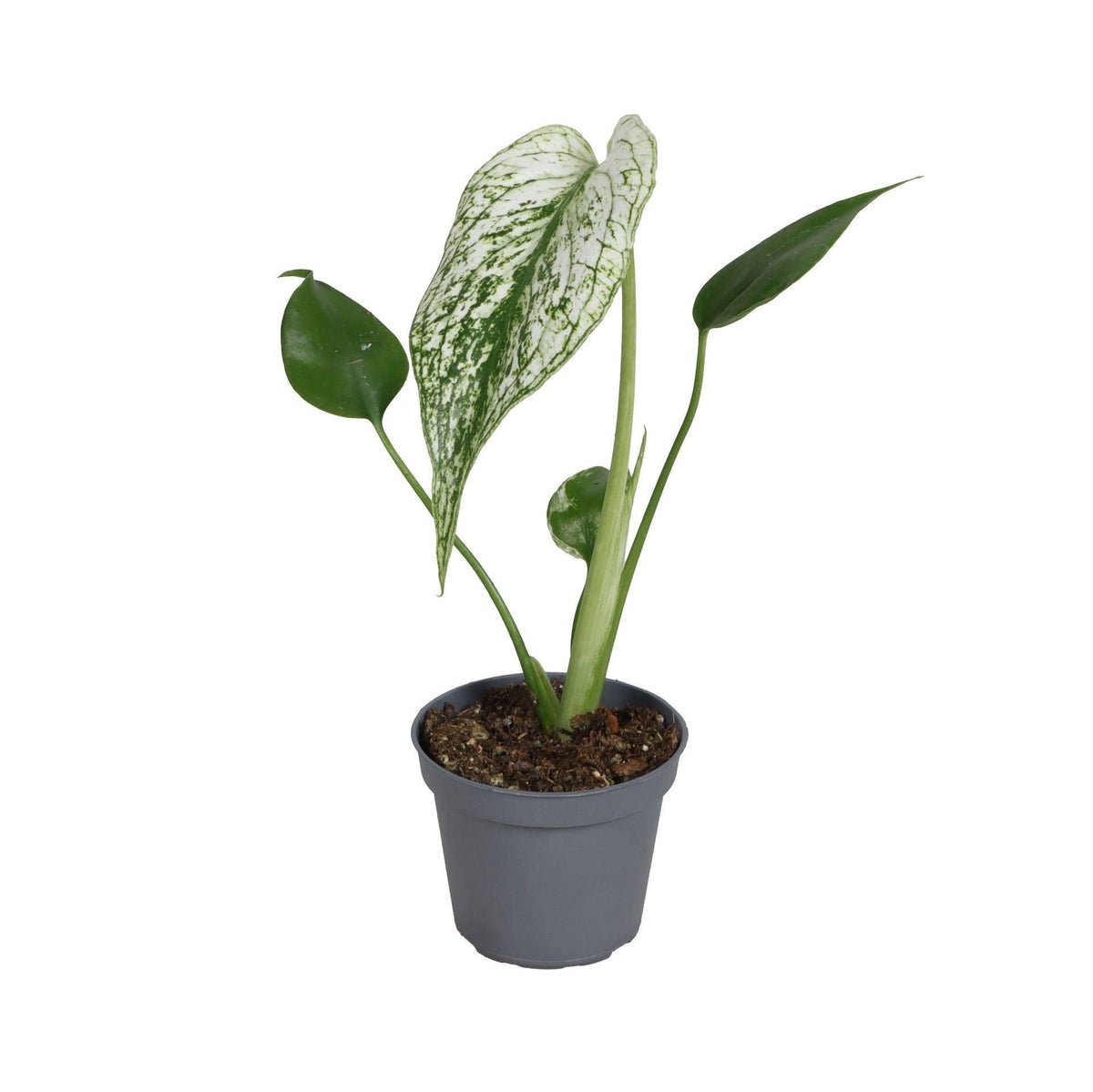 Monstera Devil Monster