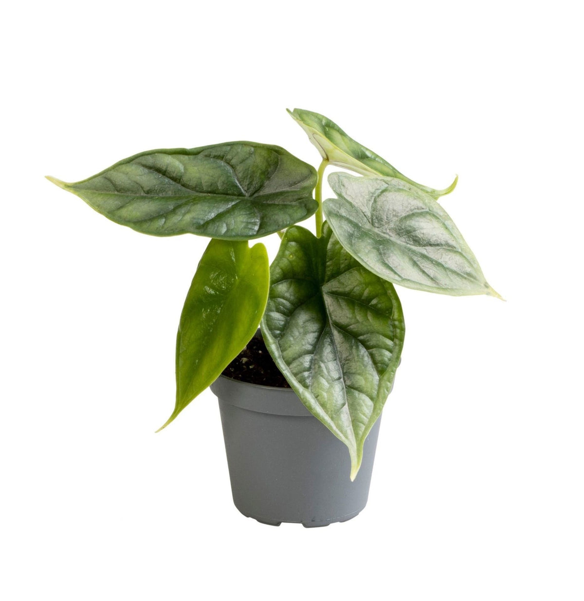 Alocasia Dragon Scale - Dragon Scale Alocasia - Green - Tropical - Ø6cm - ↕12cm