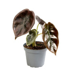 Alocasia Cuprea Red - Red Mirror Plant - Red - Tropical - Ø6cm - ↕12cm