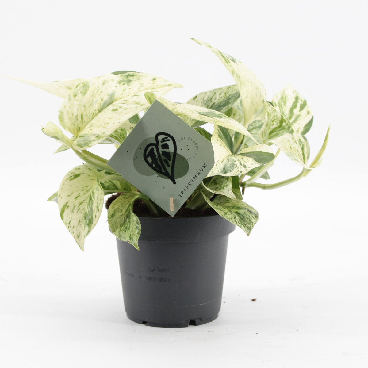 Epipremnum Snow Leopard - Snow Leopard Pothos - Green - Cream - Tropical - Ø12cm - ↕25cm