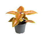 Coleus Multicolor Zircon – Feuillage orange et rose | Pot 12 cm