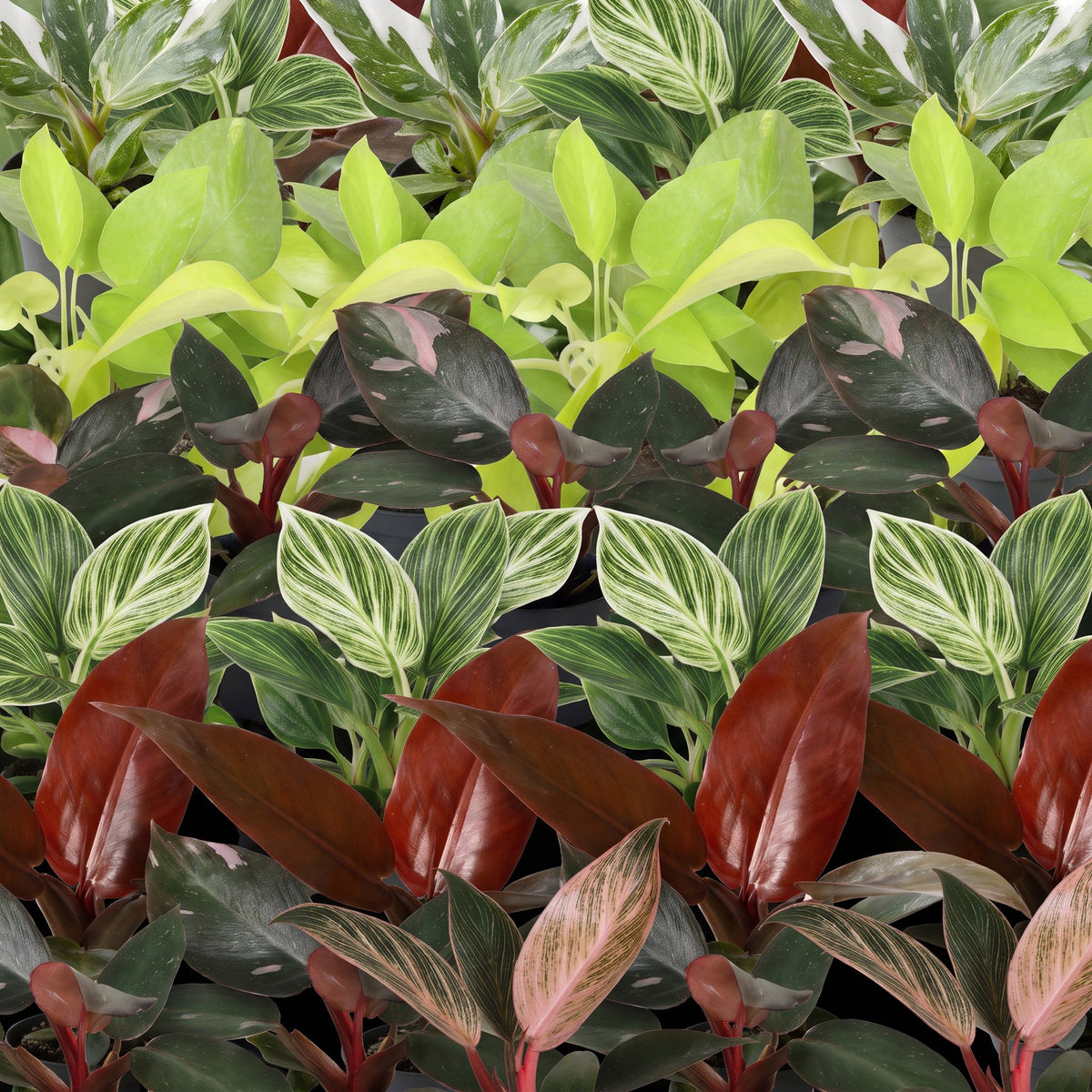 Bébé Philodendron famille – Lot de 6 plantes tropicales colorées