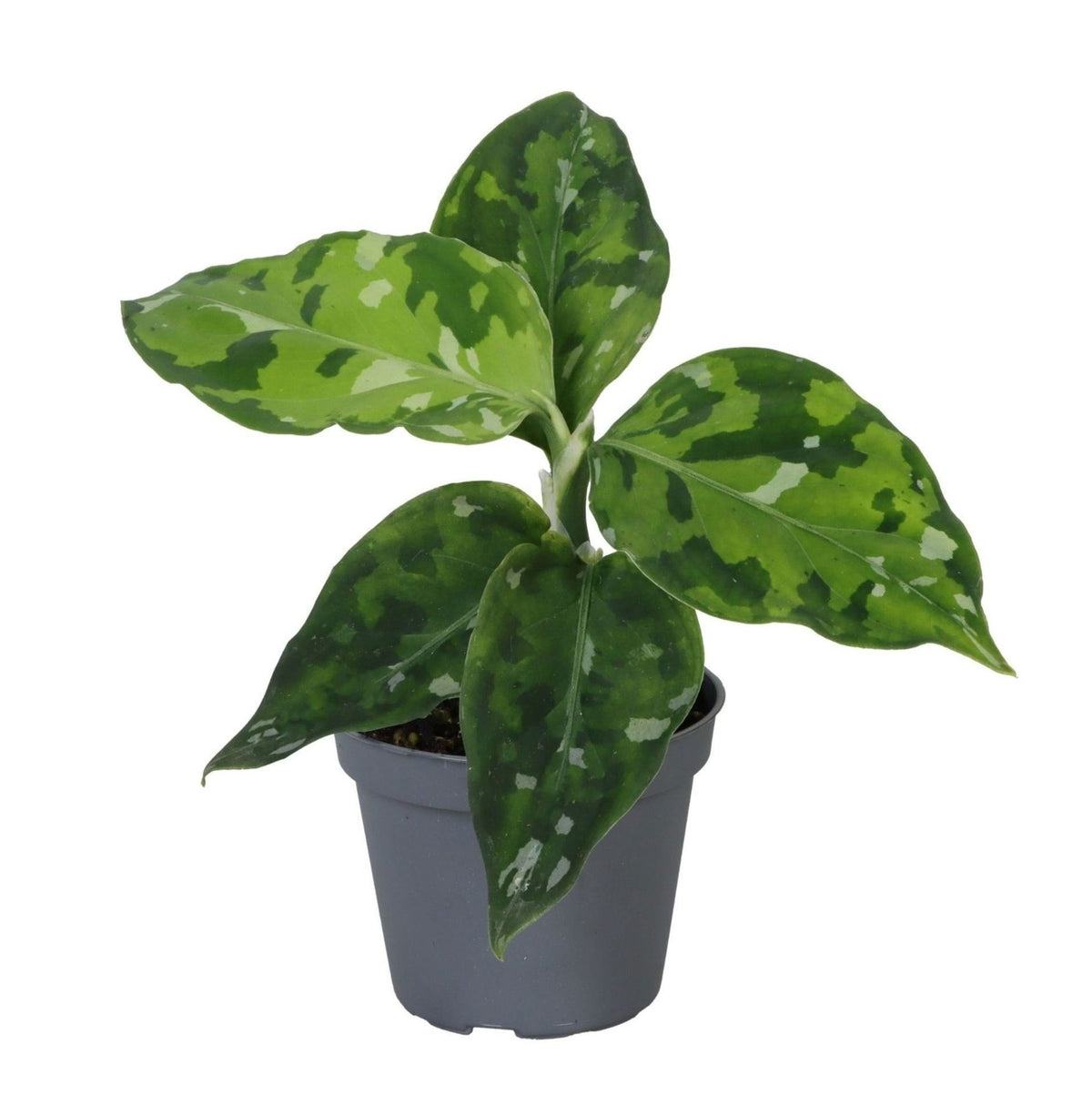 Aglaonema Pictum Tricolor - Camouflage plant - Green - Tropical - Ø6cm - ↕10cm