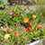 6x - Delosperma mix - Ø7cm - ↕10-12cm