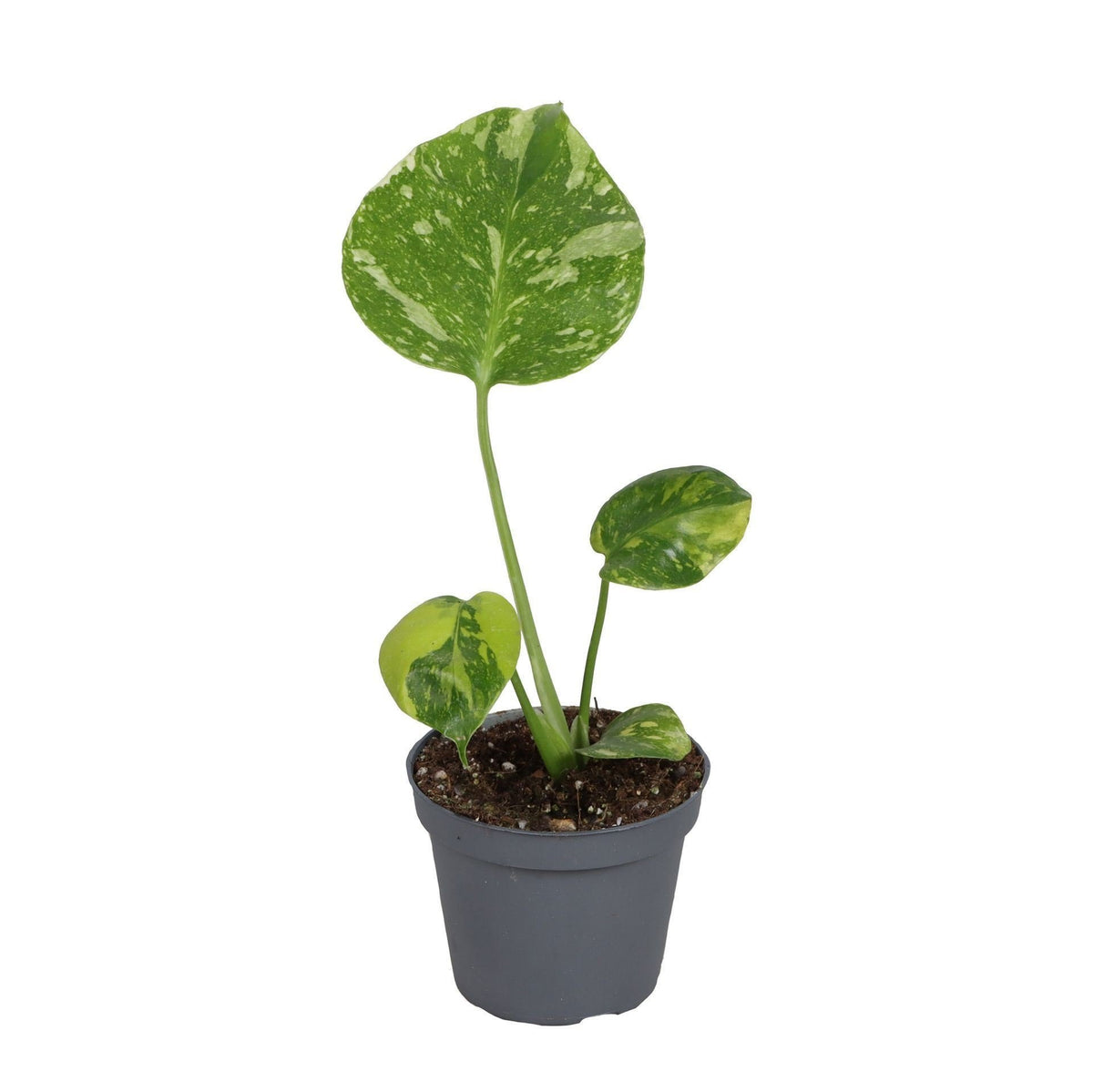 Monstera Deliciosa Electro Light