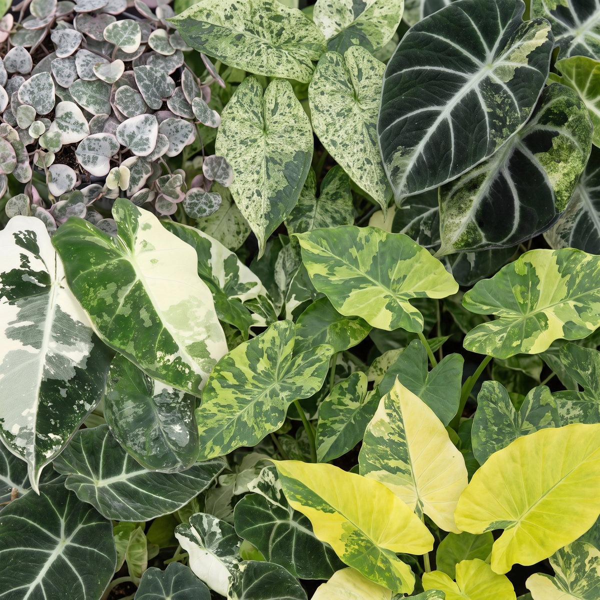 Lot de 6 Baby Variegata Mix – Plantes tropicales rares panachées