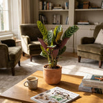 Ctenanthe burle-marxii – Feuillage graphique | Pot 14 cm