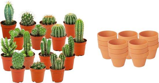 Assortiment de mini-cactus – 15 pièces – Ø 8,1 cm – Hauteur : 5-10 cm – Pots en terre cuite