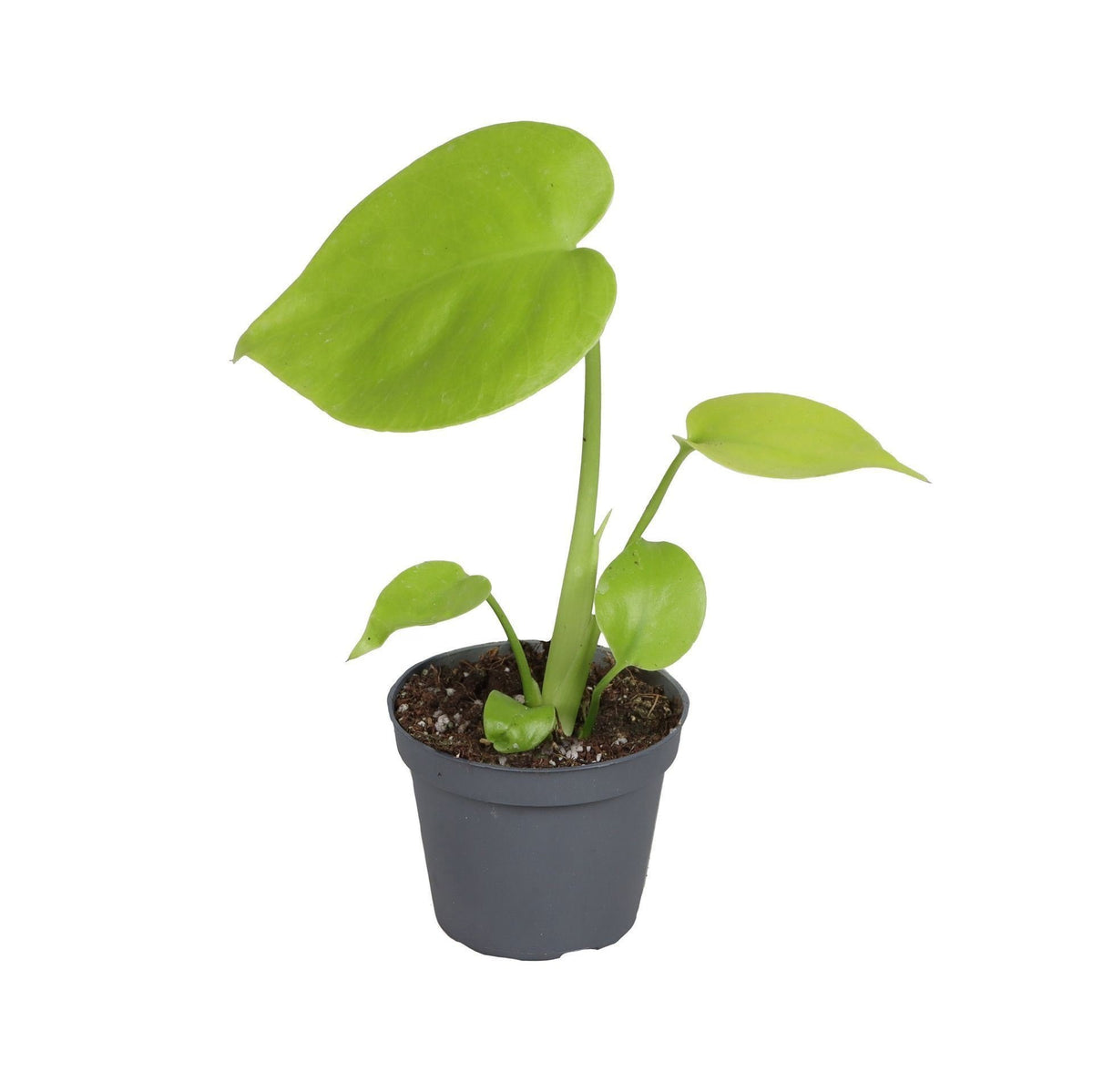 Monstera deliciosa Golden Compact – Jeune plante | Pot 6 cm