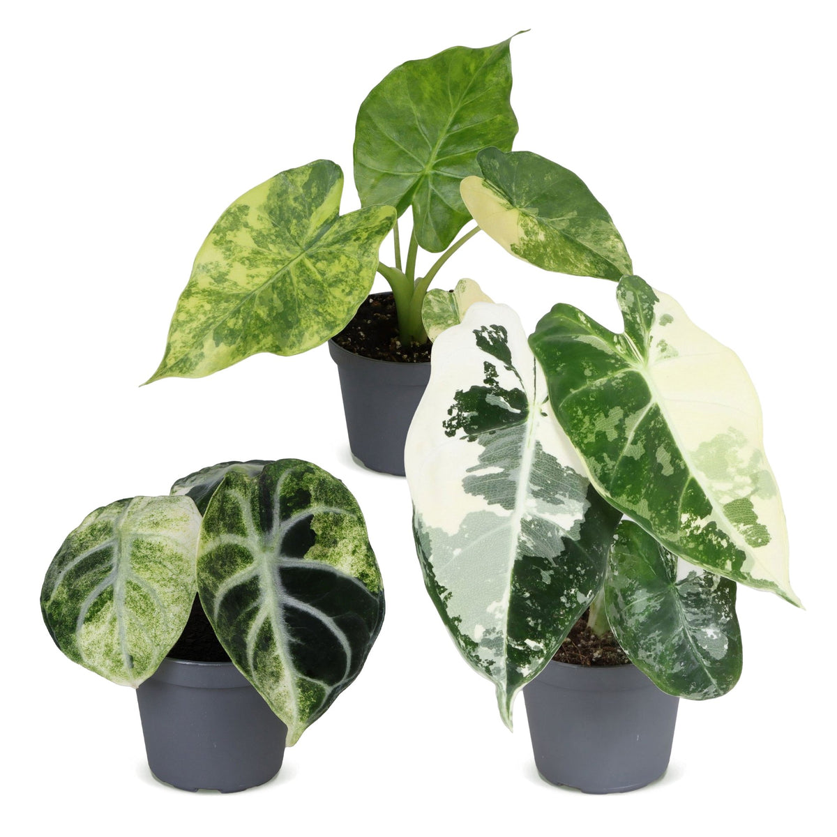 Lot de 3 Baby Alocasia Variegata – Plantes rares en pots de 6 cm