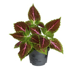 Coleus Pink Diamond – Feuillage rose et pourpre | Pot 12 cm