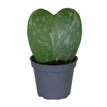 Hoya kerrii Splash – Plante cœur argentée | Pot 6 cm