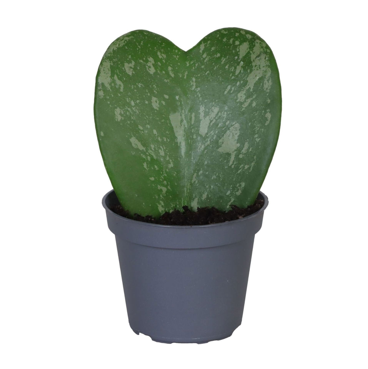 Hoya kerrii Splash – Plante cœur argentée | Pot 6 cm