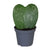 Hoya kerrii Splash – Plante cœur argentée | Pot 6 cm