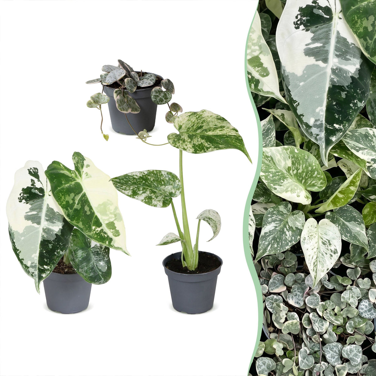 Baby Variegata Mix – Trio de plantes tropicales rares panachées