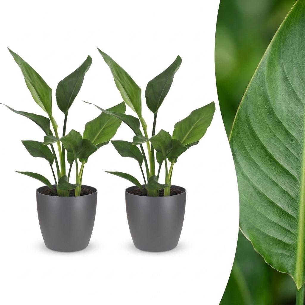 Strelitzia reginae – 2 plantes avec cache-pot grises