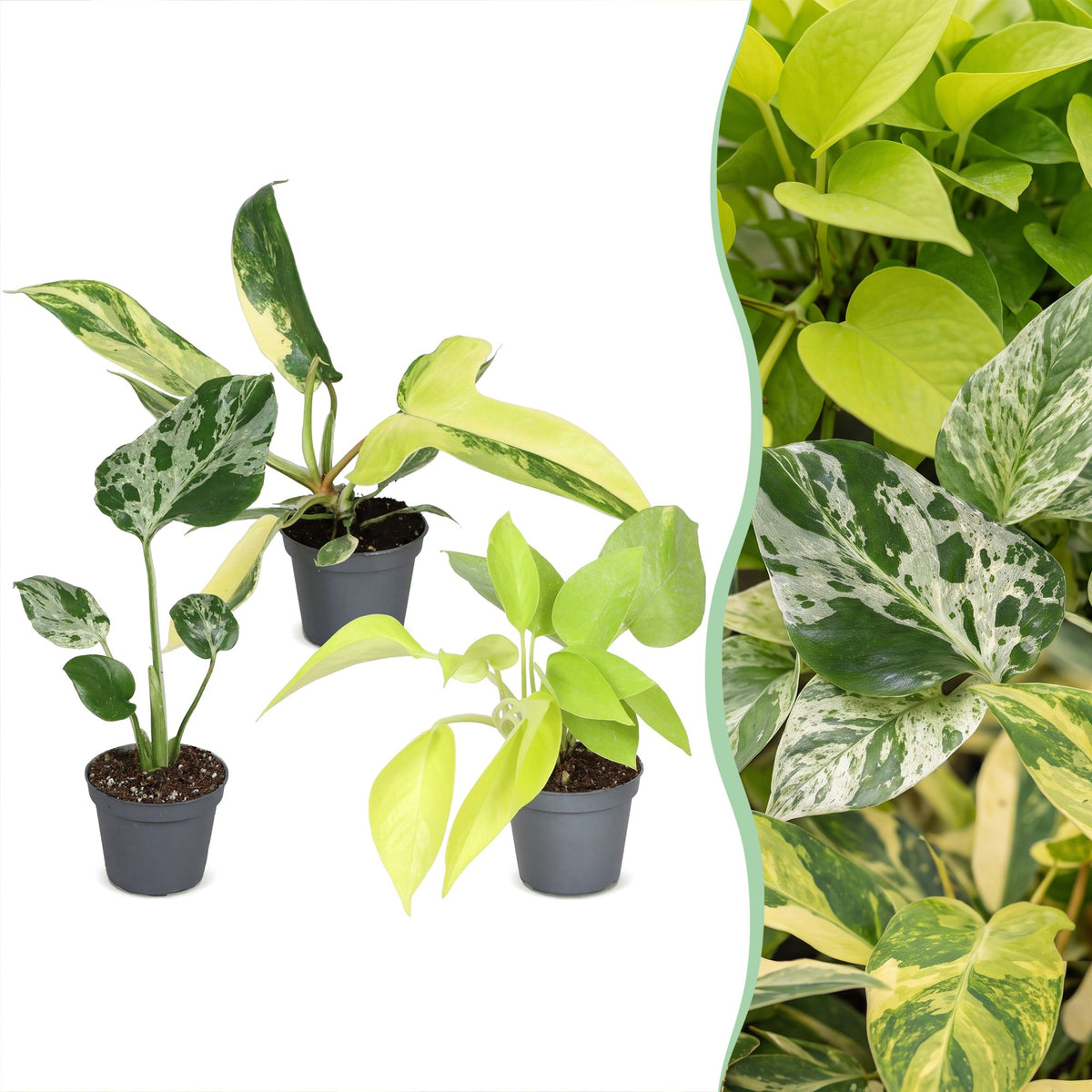 Baby Tropical Mix – Trio de plantes tropicales Monstera & Philodendron