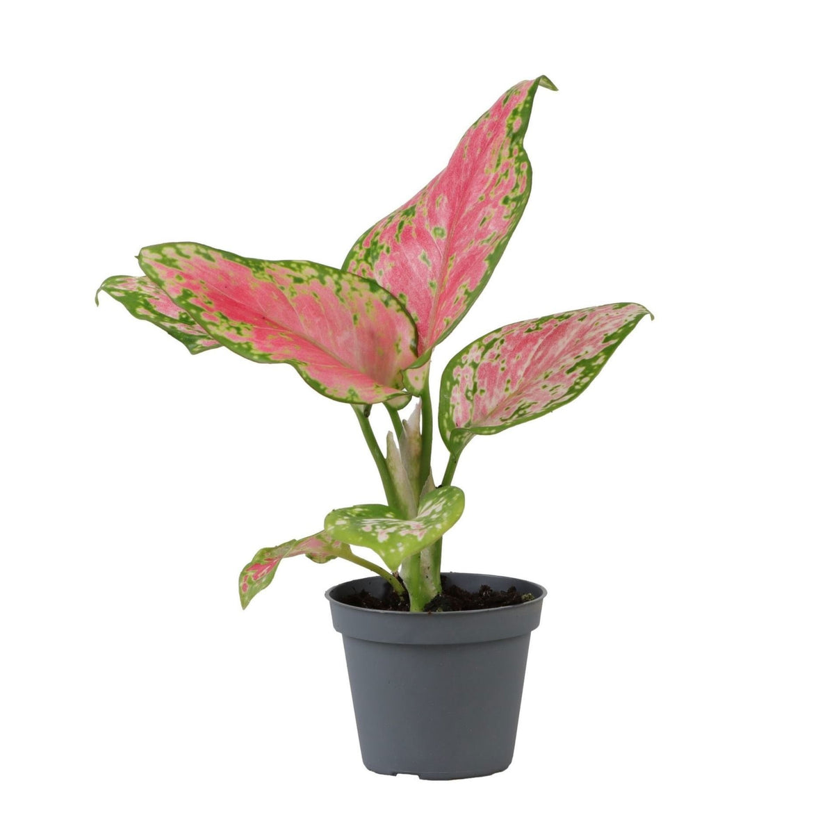 Aglaonema Red Valentine - Red Valentine Chinese Evergreen - Pink - Tropical - Ø6cm - ↕12cm