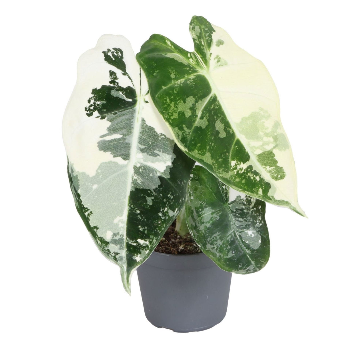 Alocasia Frydek Variegata - Variegated Green Velvet Elephant Ear - Green - Variegata - Tropical - Ø6cm - ↕12cm