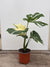 Monstera Thai Constellation – Grande plante panachée | Pot 17 cm