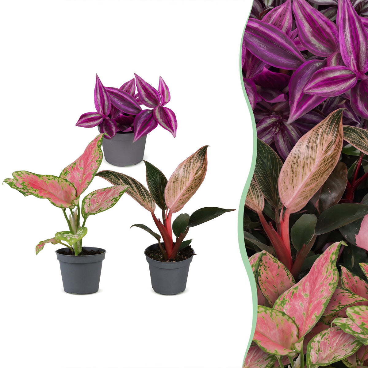 3er-Set Baby Paradise Mix – Rosa und rote tropische Pflanzen