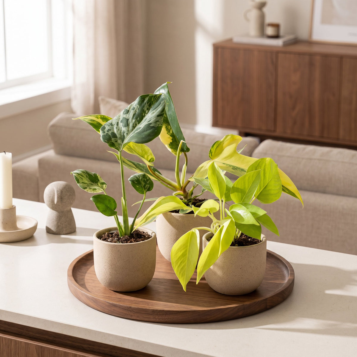 Baby Tropical Mix – Trio de plantes tropicales Monstera & Philodendron
