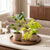 Baby Tropical Mix – Trio de plantes tropicales Monstera & Philodendron