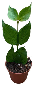 Hoya polyneura – Hoya queue de poisson | Pot 8 cm