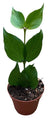 Hoya polyneura – Hoya queue de poisson | Pot 8 cm