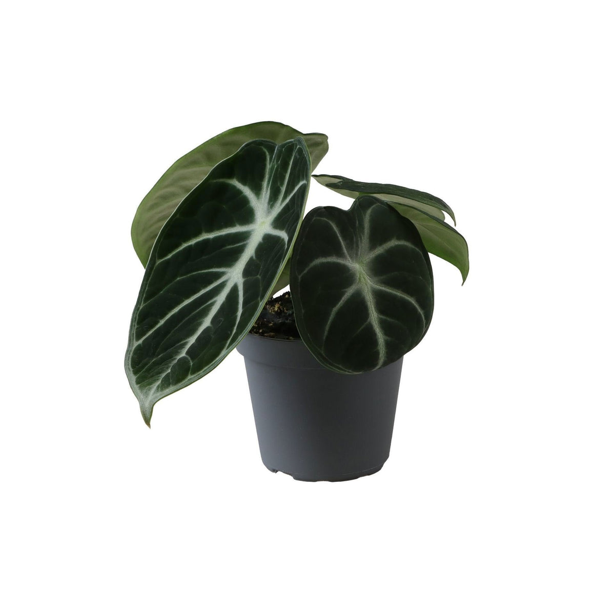 Alocasia Ninja - Ninja Elephant Ear - Black - Tropical - Ø6cm - ↕10cm