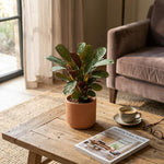 Ctenanthe Amagris – Plante prière | Pot 14 cm