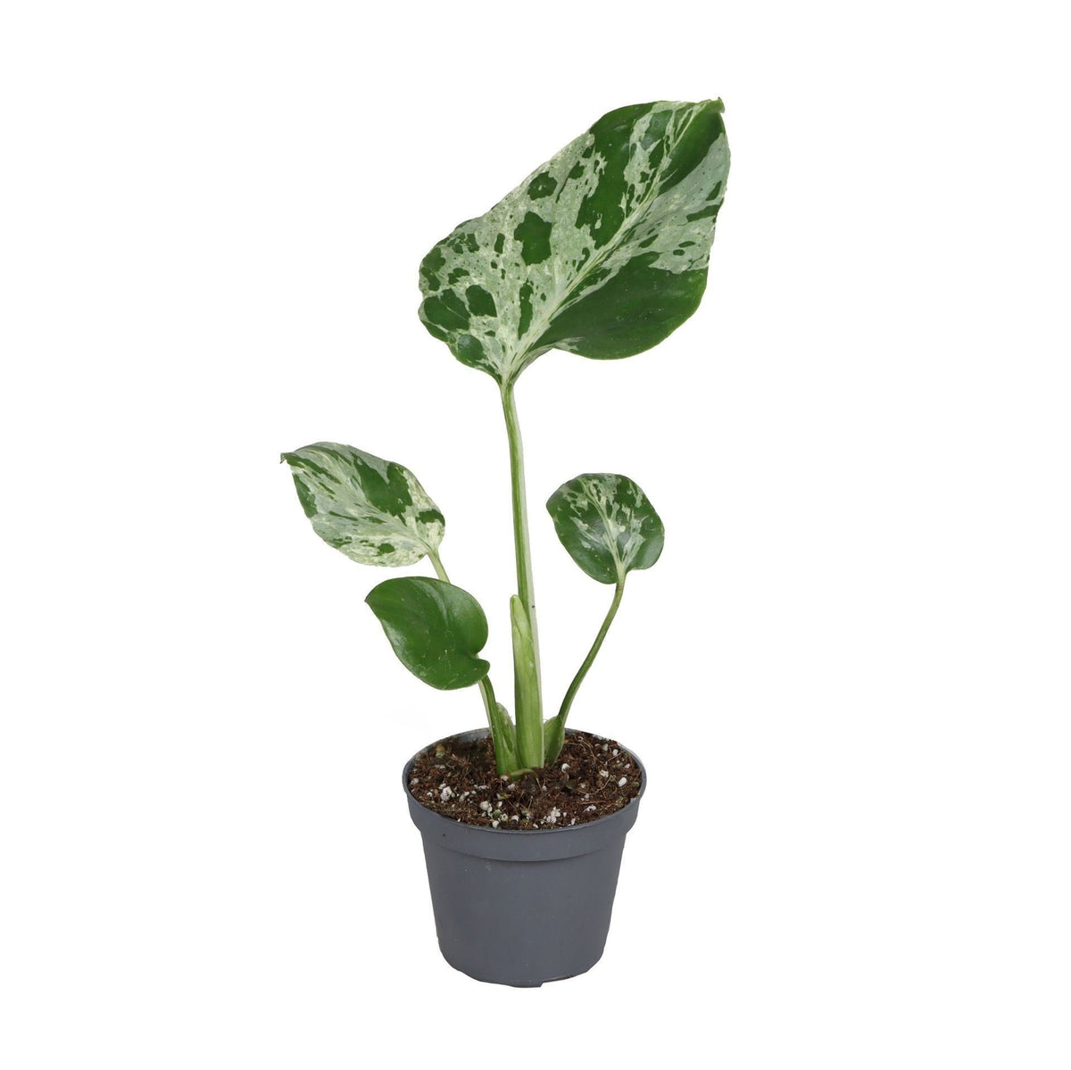 Monstera Deliciosa Bulbarsaur