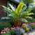 Bananier Musa sikkemensis Red Tiger- 2 Plantes- Longueur 30cm
