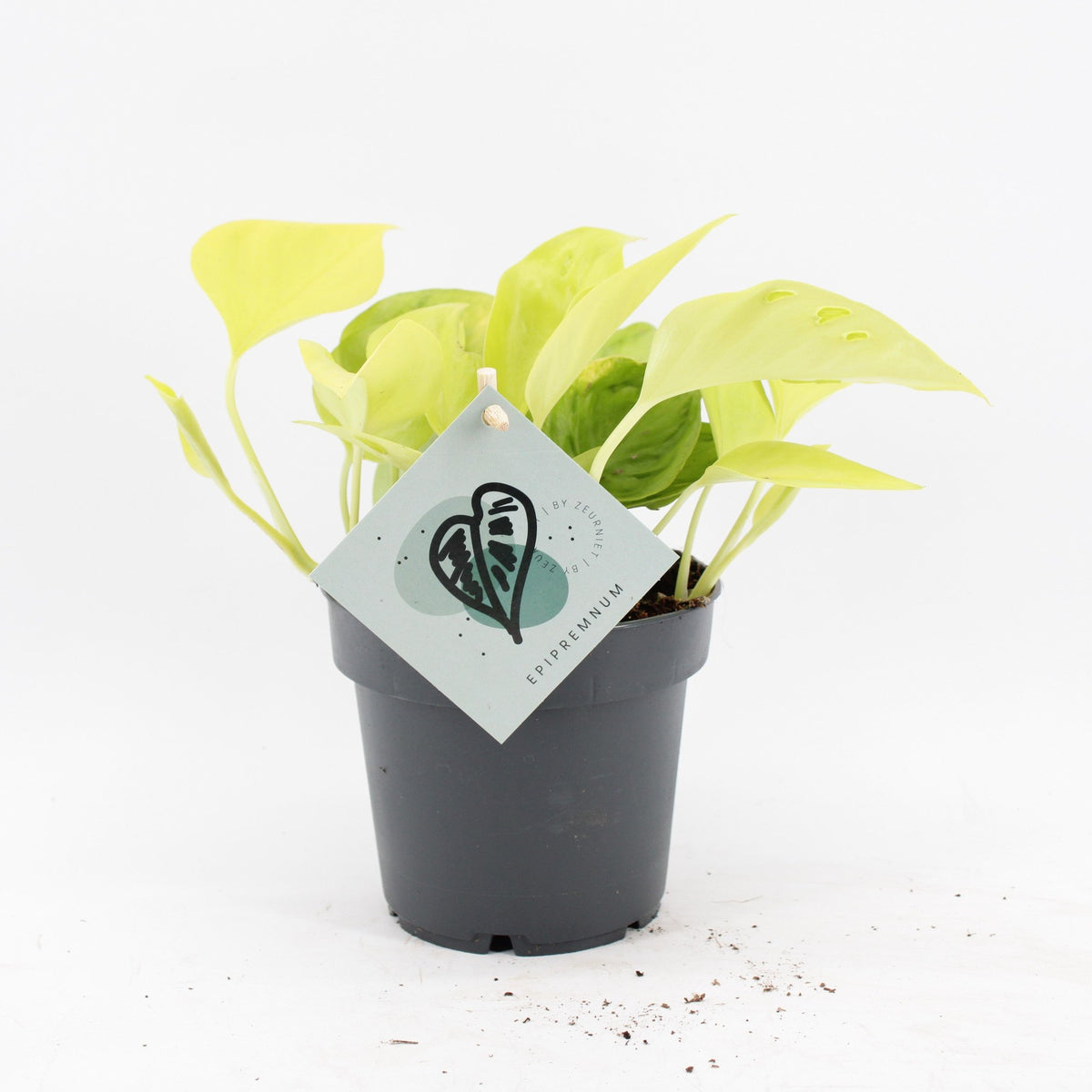 Epipremnum Champs Élysées - Champs Élysées Pothos - Yellow - Tropical - Ø12cm - ↕25cm