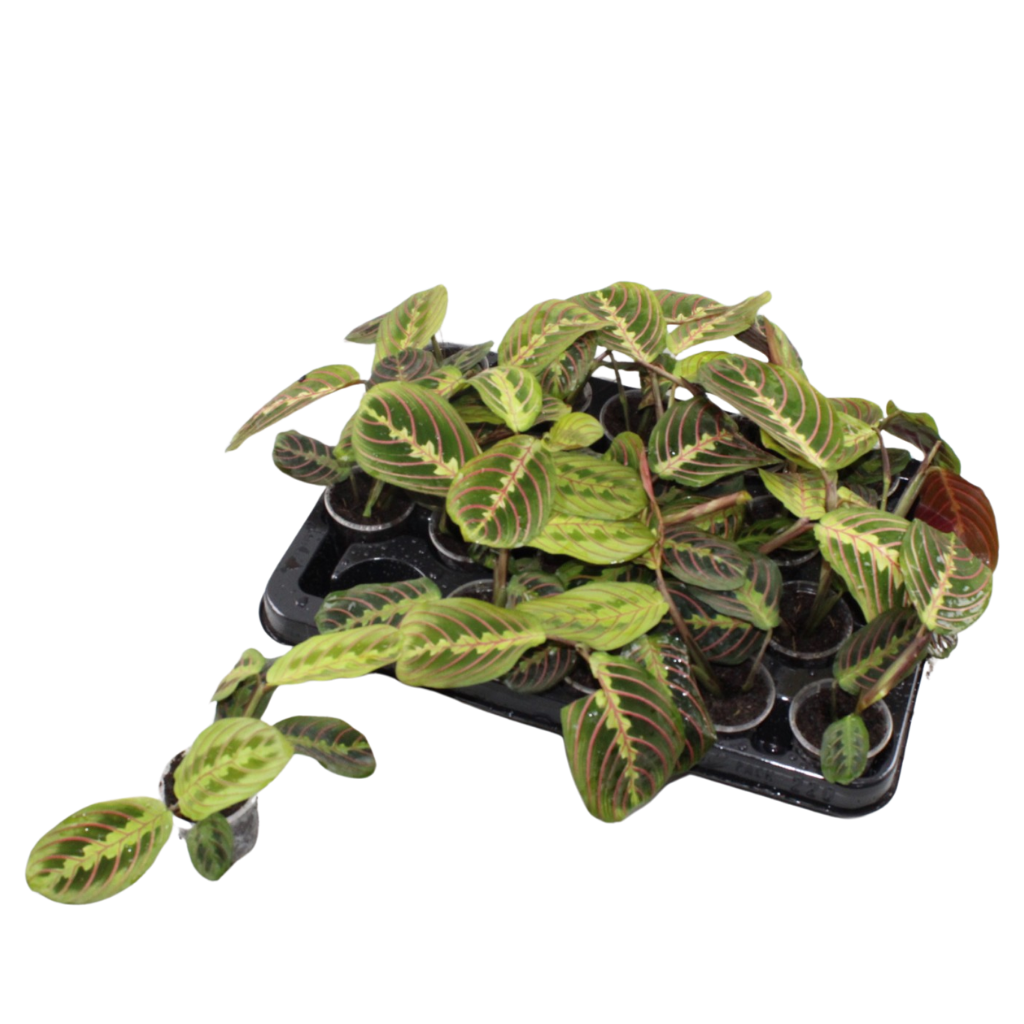Maranta Fascinator Tricolor - Fascinator prayer plant - Green - Tropical - Ø6cm - ↕12cm