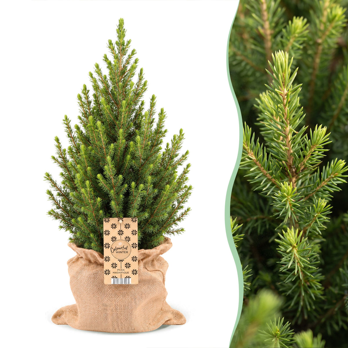 Picea glauca ‘Conica’ – Sapin de Noël avec sac en jute | Pot 19 cm