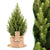 Picea glauca ‘Conica’ – Sapin de Noël avec sac en jute | Pot 19 cm