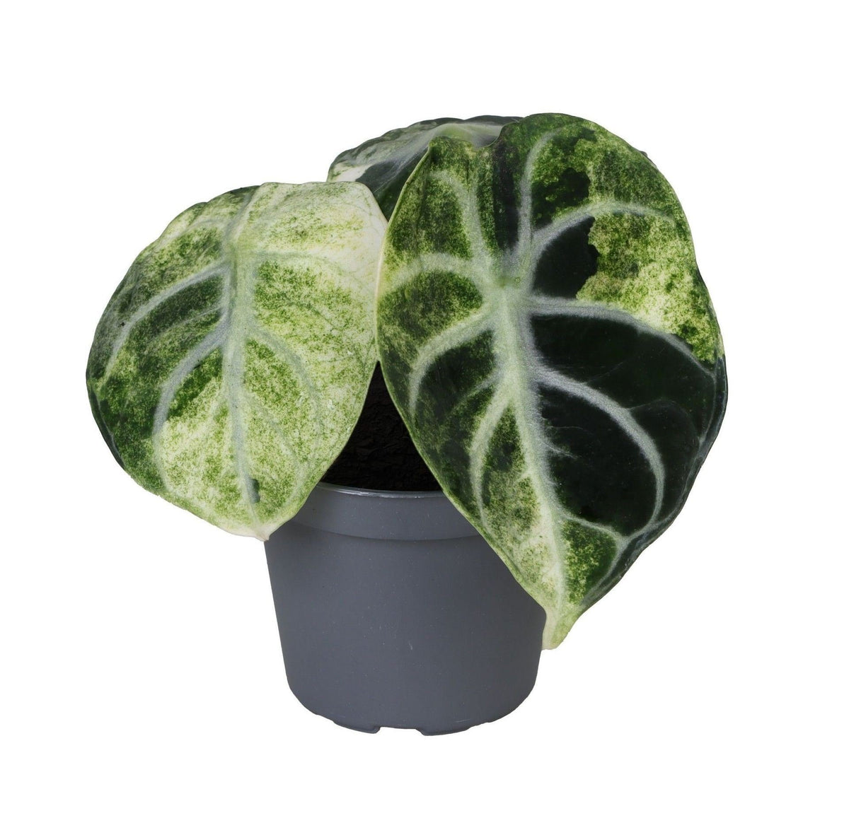 Alocasia Ninja Variegata