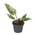 Philodendron gloriosum Variegata – Baby plante | Pot 6 cm