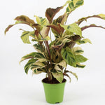 Calathea Fusion Yellow – Plante panachée | Pot 14 cm