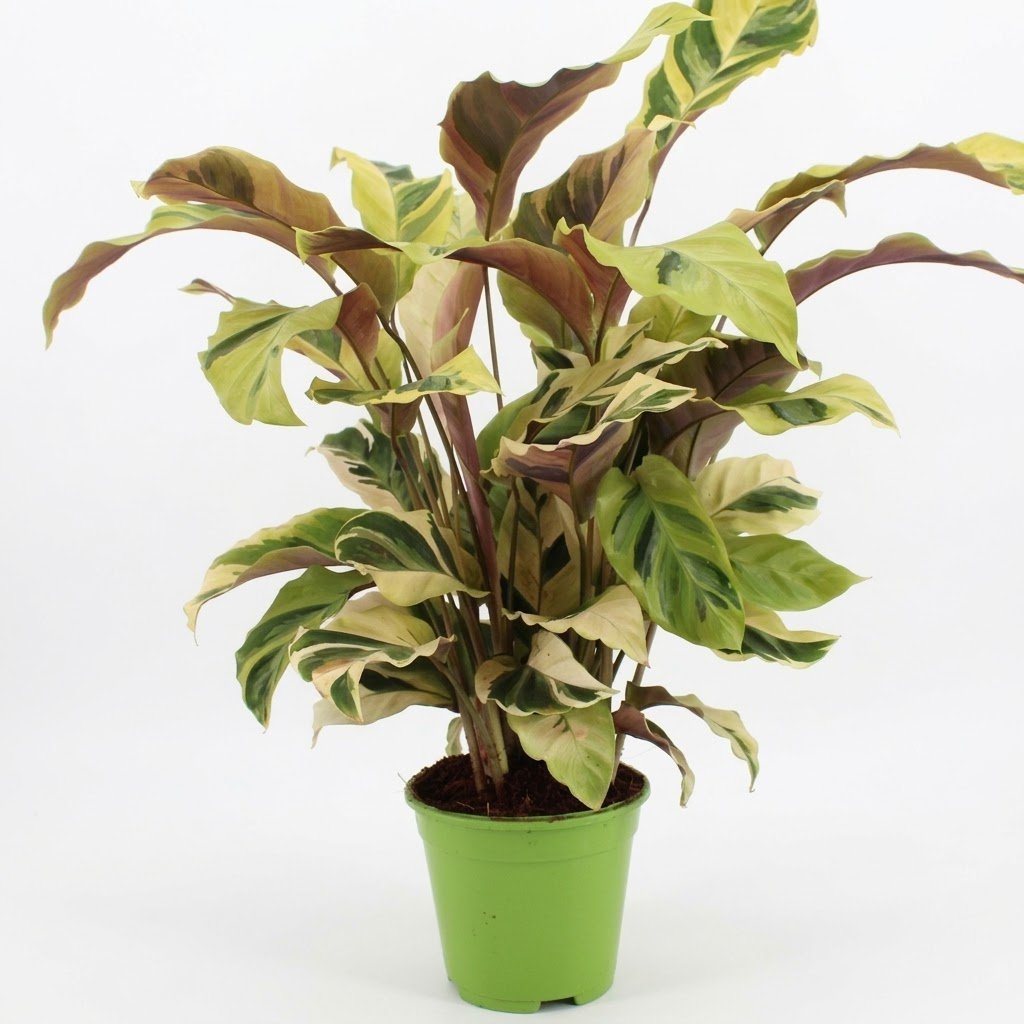 Calathea Fusion Yellow – Plante panachée | Pot 14 cm