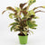 Calathea Fusion Yellow – Plante panachée | Pot 14 cm