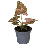 Syngonium Pink Splash - Pink Splash Arrowhead Plant - Green - Pink - Tropical - Ø6cm - ↕10cm