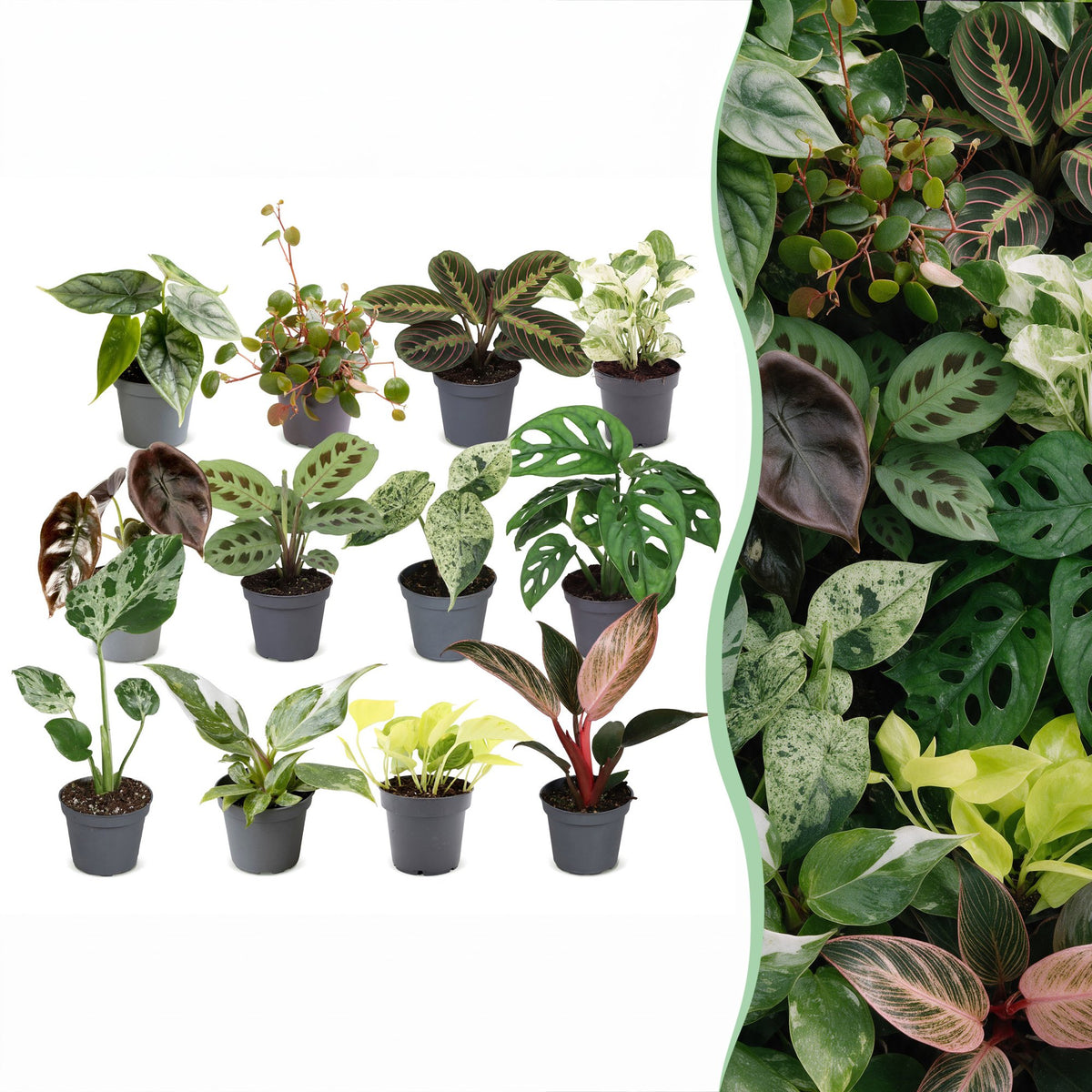 12 Baby Plants Surprise Box – Überraschungsbox mit 12 tropischen Mini-Pflanzen