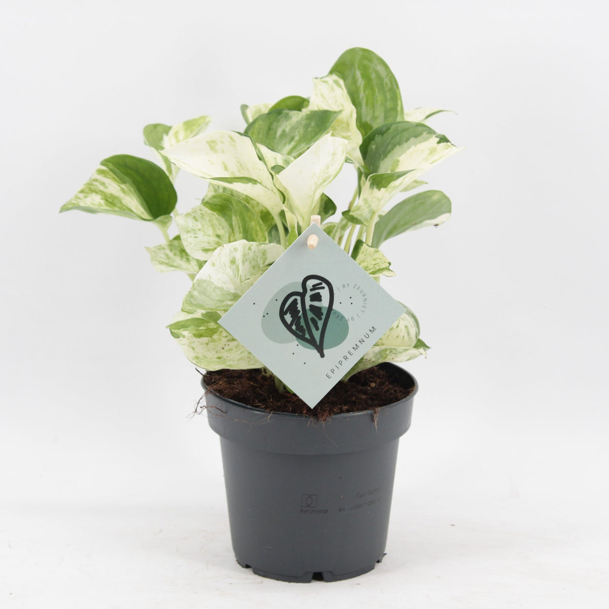 Epipremnum Manjula - Manjula Pothos - Green - White - Tropical - Ø12cm - ↕25cm