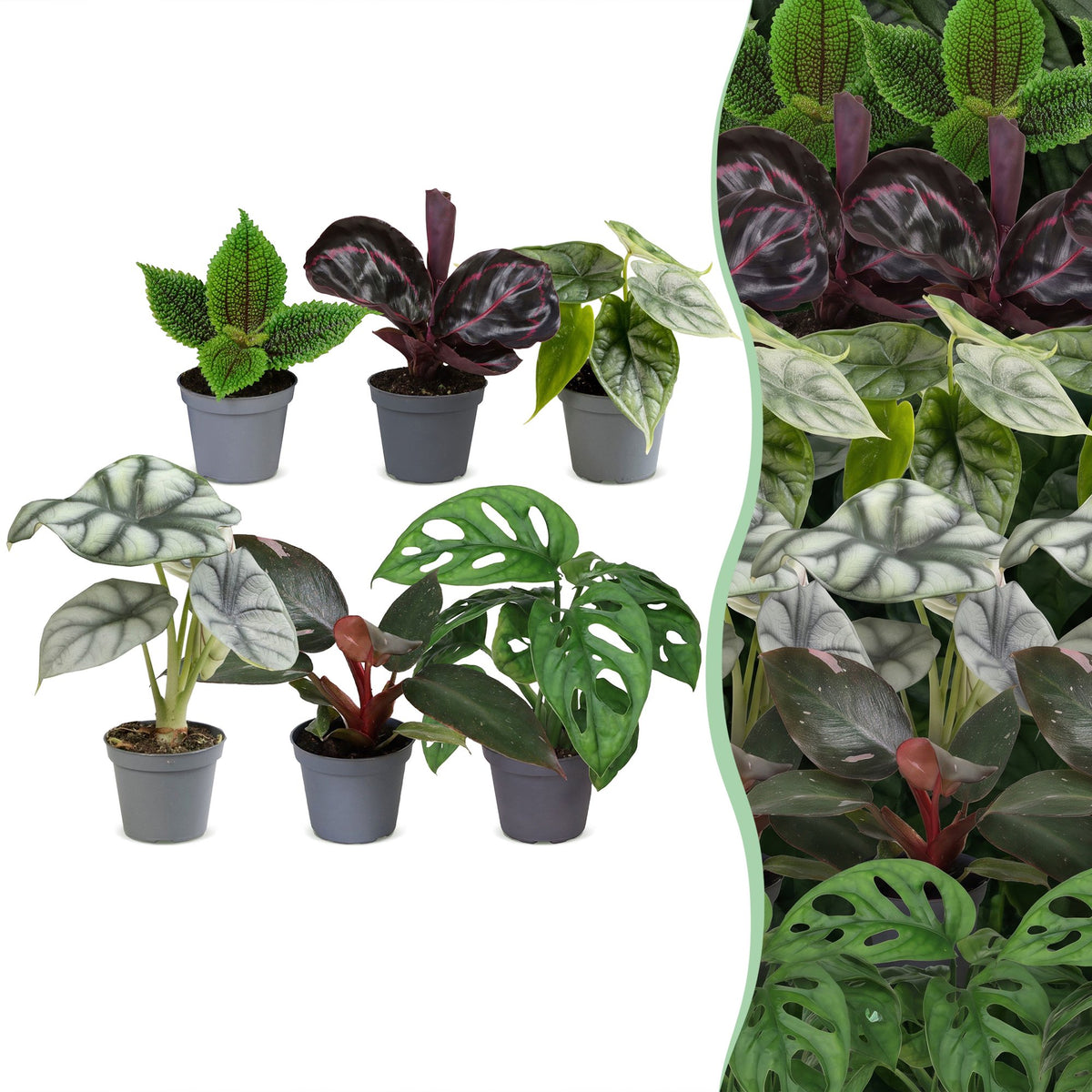 Baby Jungle Mix – 6er-Set tropische Zimmerpflanzen